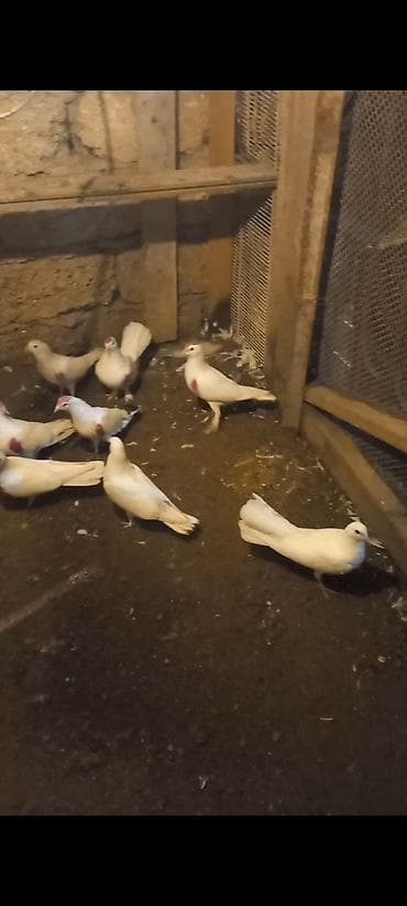 su qabi satisi: Salam 9 dene qusdun icinde tutulmada var ucan quwda var hamsim goturen — 2