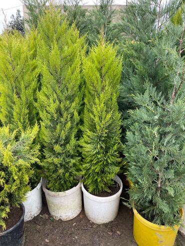 gobelek toxumu satilir: Limon sərvi, butun nov agaclarin satisi — 2