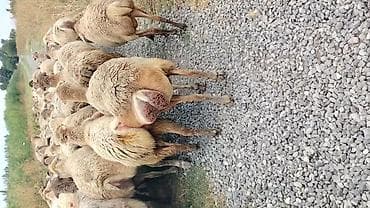 at satisi qiymetleri: Dişi, il: 1, Damazlıq, Pulsuz çatdırılma — 10