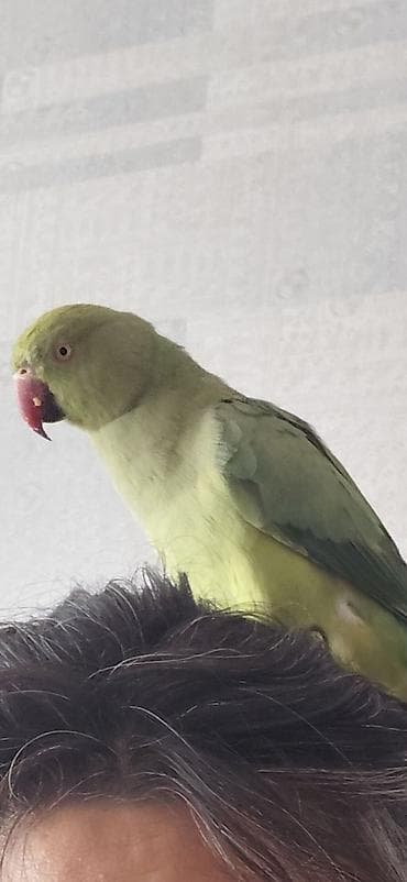 Yaşıl-mavi tonlarda qanadları olan, qırmızı dimdikli ekzotik paraket lalafo.az -da Yaşıl-mavi tonlarda qanadları olan, qırmızı dimdikli ekzotik paraket