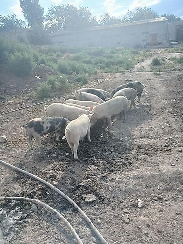 erkey pisik adlari: Məhsul: Donuzlar (böyüdülmüş gənc heyvanlar) kəsilir satlLr bütöv — 8
