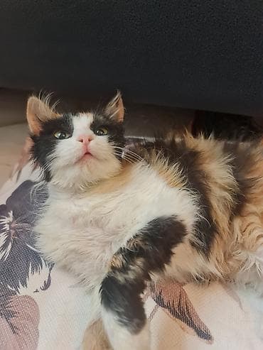 çin bildirçini: Yaxşı əllərə — 3