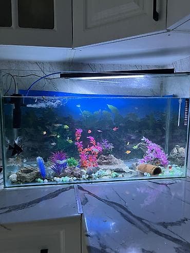 mal bazari az: Salam. akvarium əla vəziyyətdədi 30 dan çox balıq var hamısını üstə — 4