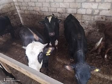 qoyun mal: 5 erkek heyvan cins tövlə şəraitində saxlanılir etlkdi. Vatsap aktifdi — 1