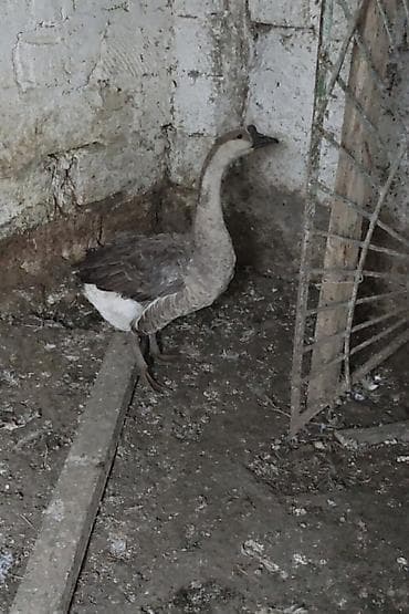 xaski itleri satisi: Qaz Linda sortu .Erkekdi . istəyənlər vatsapa yazsın — 1