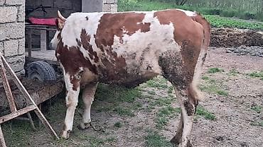 hinduska satilir: Самка, Simental, лет: 2, 550 кг — 2