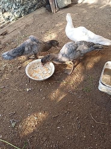 at şəkilləri: Erkək, | Macar, Damazlıq, Ünvandan götürmə — 3