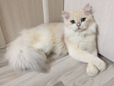 шиншилла британская: Britan, Erkək — 6