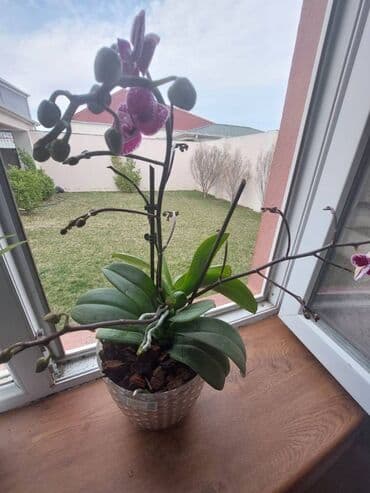 дом в баку купить: Баку, 200 м², 5 комнат, Без бассейна, Комби, Газ — 22