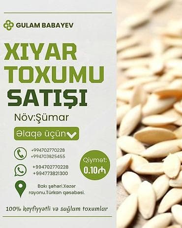 buğda toxumu: Məhsul: Xiyar toxumu Növ: Şümar Xüsusiyyətlər: - Yüksək cücərmə — 1