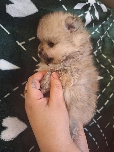 it adlari azeri: Şpitz — 1