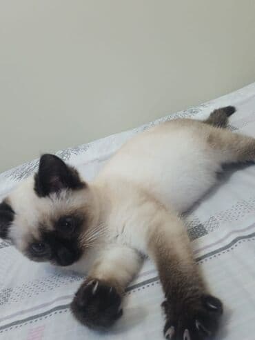 toyuq ucuz qiymete: Siam, Dişi — 5