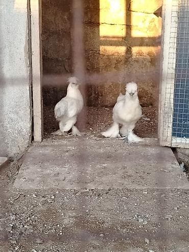 K/t heyvanları və malları: Toyuq, Damazlıq — 3