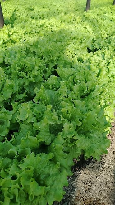 tərəvəz: Kahı (salat yarpağı) - Bakı məhsulu, açıq sahədə yetişdirilmiş - — 5