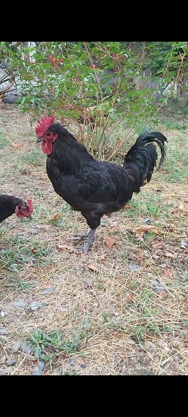 pişik satışı ucuz: Avstralop tek xrozu 30 manat 1 yaşi var — 4