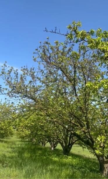 54 sot, Kənd təsərrüfatı, Kupça (Çıxarış) lalafo.az -da 54 sot, Kənd təsərrüfatı, Kupça (Çıxarış)