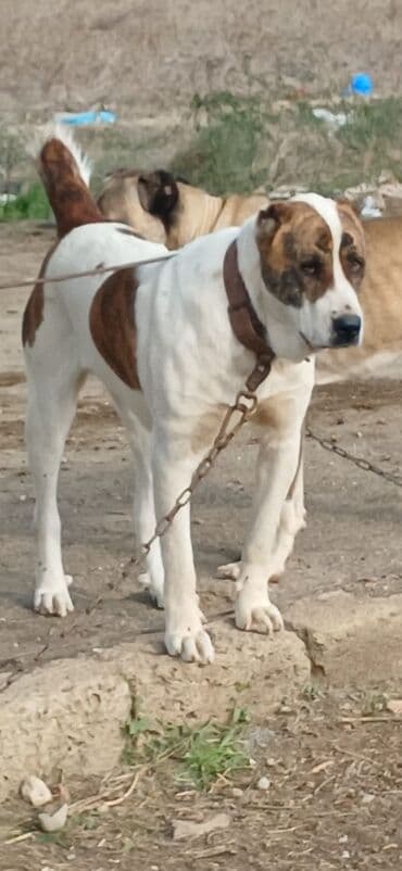 it davası 2020: Qurdbasar, 1 il, Dişi, Peyvəndli, Ödənişli çatdırılma — 23