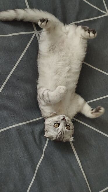 ВАЗ (ЛАДА): Шиншилла, Самец, Для вязки — 5