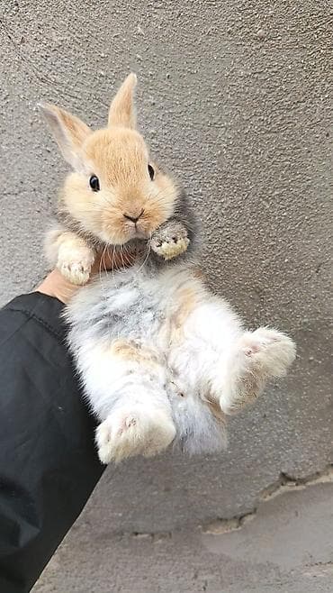 heleb keci: Salam.tuklu dovsanlar. boyumeyen cinsler. şirin ve uşaqlarin sevimli — 3