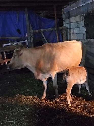 Dişi, il: 6, Südlük