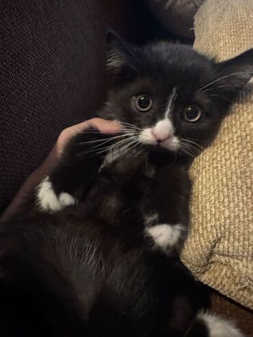 K/t heyvanları və malları: Erkək, Yaxşı əllərə, Ünvandan götürmə, Pulsuz çatdırılma — 1