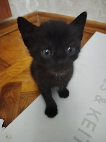 Qara rəngli balaca pişik balası – ev heyvanı Котята вдобрые руки, к lalafo.az -da Qara rəngli balaca pişik balası – ev heyvanı Котята вдобрые руки, к