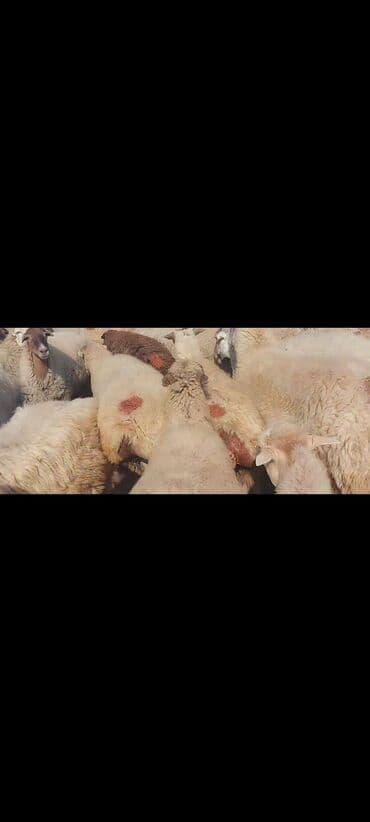 bakida cins ineklerin satisi: Satlır — 12