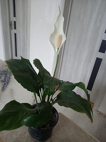 Ağaclar: Spathiphyllum (Sülh zanbağı) – otaq bitkisi - Növdə ağ “bayraq” çiçək — 1