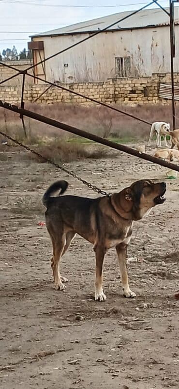 balaca it şəkilləri: Qurdbasar, 2 il, Erkek, Peyvəndli, Ödənişli çatdırılma — 5