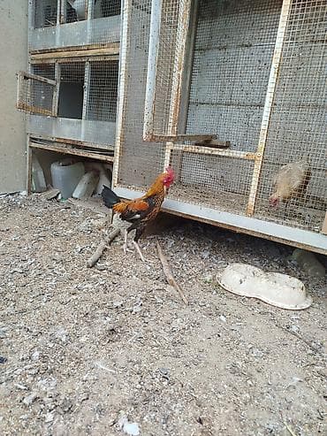 Quşlar: Toyuq, Damazlıq, Rayonlara çatdırılma — 8