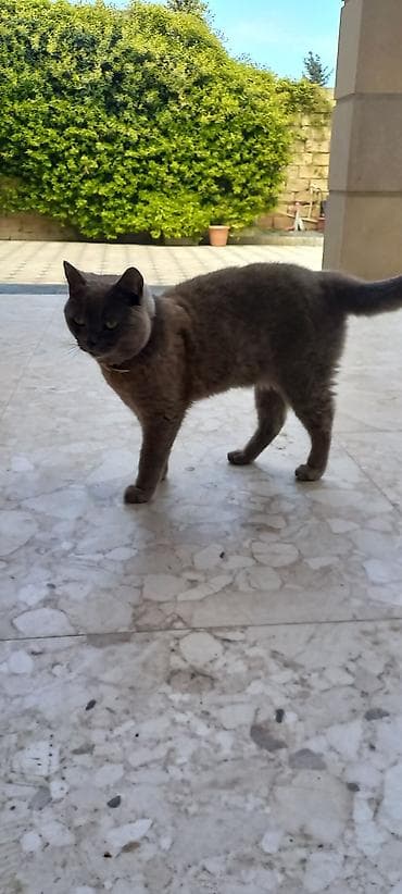 benqal pişiy cutləşməsi: Britan, Yaxşı əllərə — 3
