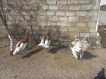 cin bildircin: Hinduşka sürüsü – qəhvəyi-ağ ləkəli rəngdə, iri bədən quruluşlu — 1