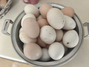 Bitki yağı: Kend yumurtasi mayali icersi sap sari unvan buzovna catdirlma koroglu — 1