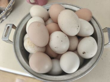 kənd yumurtası: Kend yumurtasi 30 q unvan buzovna catdirlma koroglu — 1
