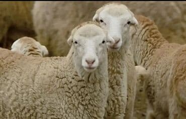 İtlər: Məhsul: Qoyun yunu (təbii, açıq rəngli liflər) Təsvir: - Təbii qoyun — 3