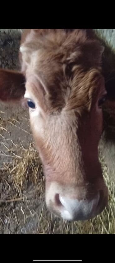 balasına süd vermeyen qoyun: Satılır: quzuya gedən inək - Növü: yerli mal-qara (dişi). - Rəngi — 2