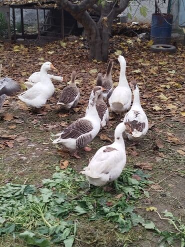 Qaz sürüsü – ağ və boz rəngli fərdlər - Növ: ev qazı (ağ və — 3