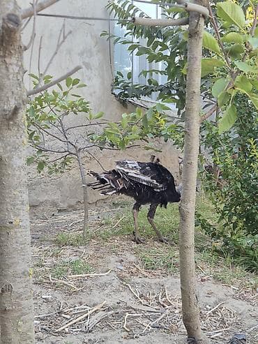danisan qus: Erkək, Kanada, Damazlıq, Ödənişli çatdırılma — 3