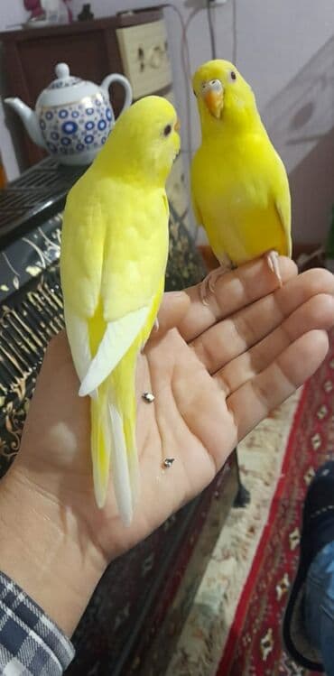 quş satisi: 1 aylıg qırmızı göz ələ öyrəşmiş quşdu
sumqayit — 8