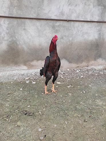 С/х животные и товары: Məhsul: Uzunboy (Malay/Asil tipli) döyüş tipli xoruzlar Təsvir: - — 8