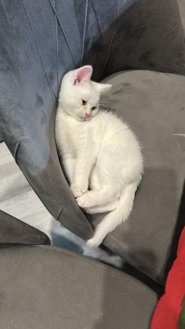 itler ucun bit dermani: Ağ rəngli balaca pişik balası - Tam ağ, yumşaq və sıx tüklü kürk - — 4