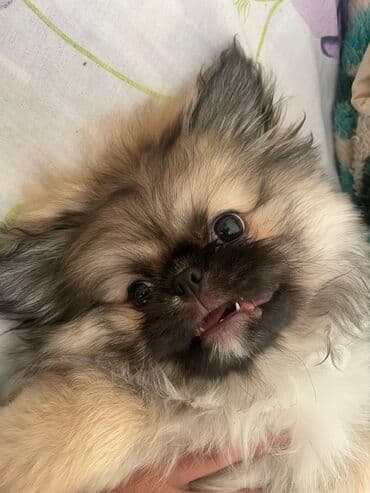 Pekines, 11 ay, Dişi, Peyvəndli, Ünvandan götürmə, Ödənişli çatdırılma