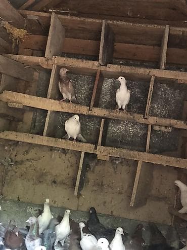 ev qus: Məhsul: Qüvvətli uçuş və dekorativ görünüşlü ev göyərçinləri qrupu — 2