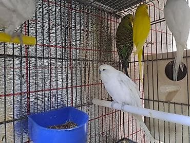 qus dami satilir: Salam erkey çexler cavan quslardi hazir erkeylerdi 7 8 eded olmalidi — 3