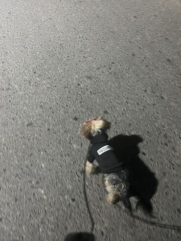 ingilis setteri it cinsinin digər adı: Yorkşir teryer — 1