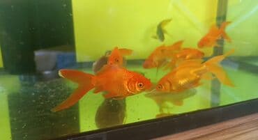 Qızıl balıq, Sülhsevər