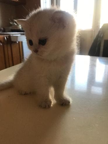 Heyvanlar üçün mallar: Şotland yastı qulaq — 7