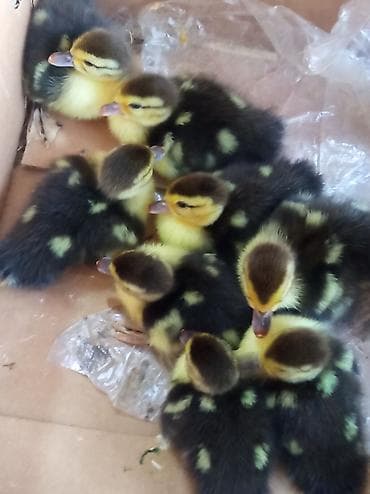it yemi satisi: 8 ədəd 3 günlük ana altınnan çıxmış lal ördək balası — 2