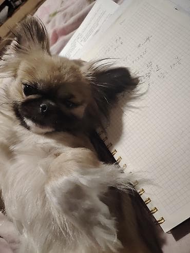 heyvan bazari itler: Pekines — 3
