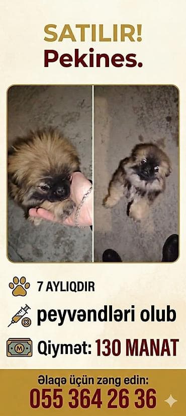 Pekines, 7 ay, Dişi, Peyvəndli lalafo.az -da Pekines, 7 ay, Dişi, Peyvəndli